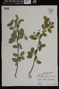 Amelanchier bartramiana image