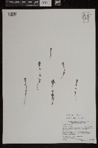 Euphrasia nemorosa image