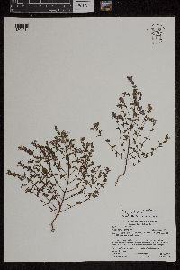 Image of Euphrasia micrantha x salisburgensis