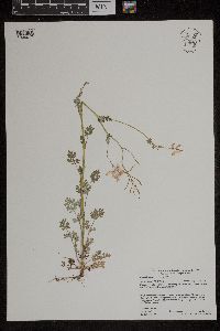 Corydalis sempervirens image