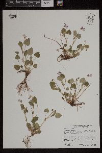 Viola adunca image