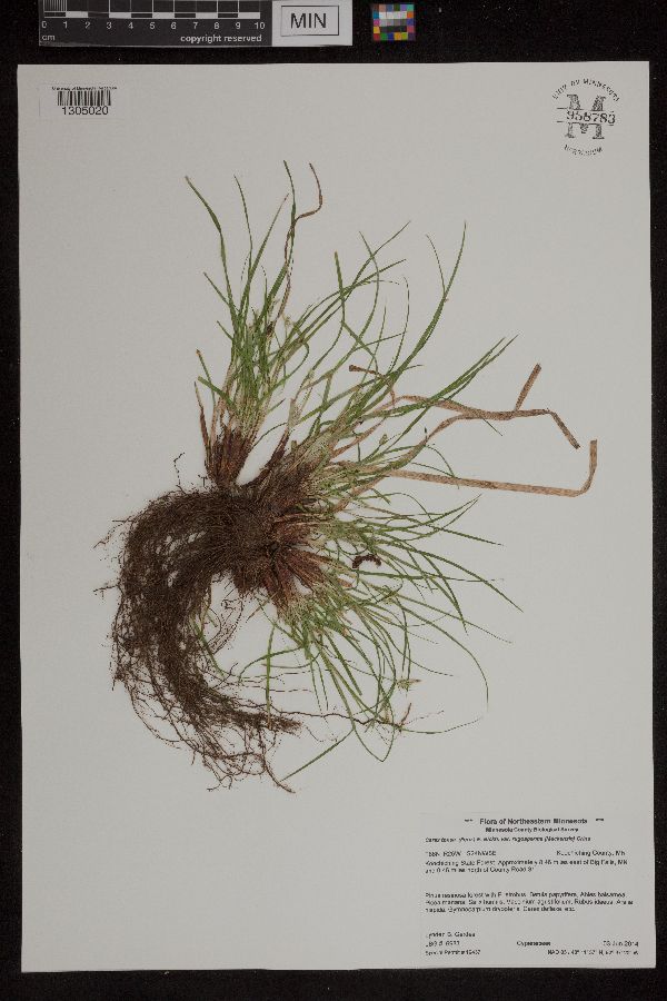 Carex tonsa image