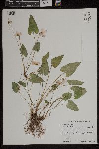 Viola grisea image