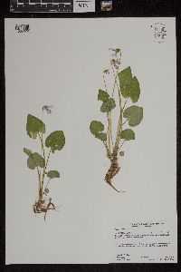 Viola cucullata image