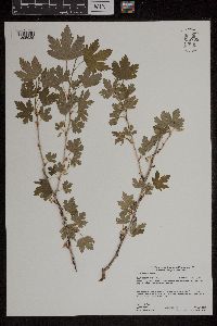 Ribes hirtellum image