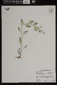 Cardamine pensylvanica image