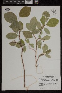 Dirca palustris image