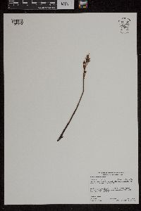 Monotropa hypopitys image