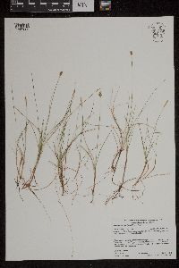 Carex gynocrates image