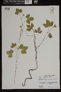 Rubus arcticus subsp. acaulis image