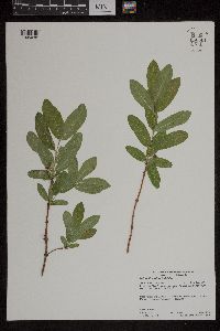 Lonicera caerulea image