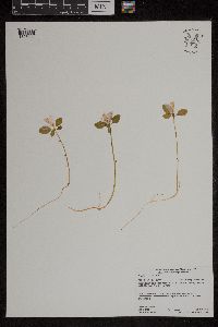 Polygaloides paucifolia image