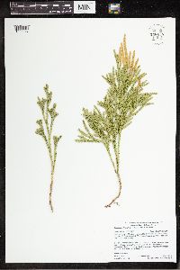 Dendrolycopodium hickeyi image