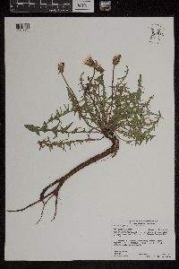 Taraxacum erythrospermum image