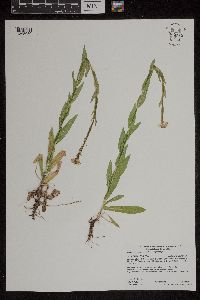 Arabis pycnocarpa image