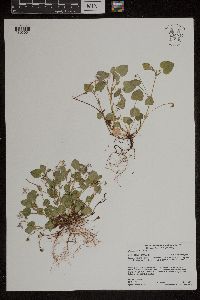 Viola adunca image