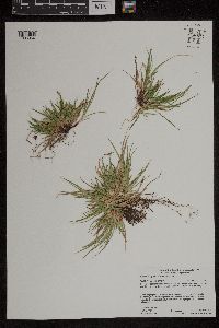 Carex tonsa var. tonsa image