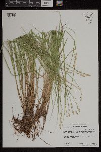 Carex canescens image