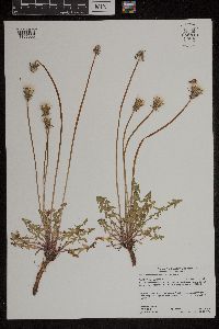 Taraxacum erythrospermum image