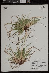 Carex tonsa var. tonsa image