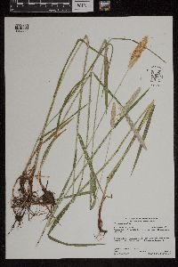 Alopecurus pratensis image