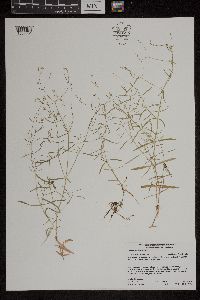 Stellaria longifolia image