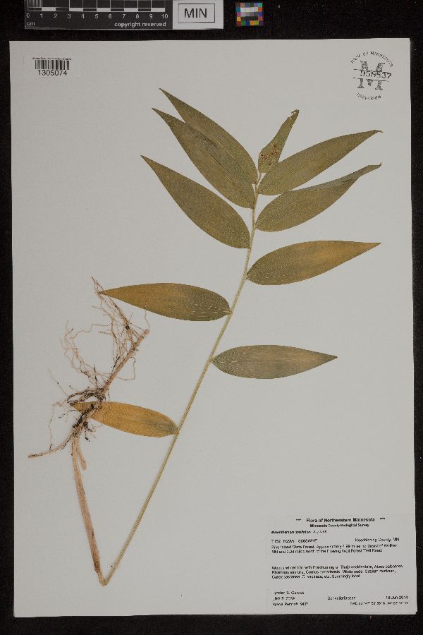 Maianthemum stellatum image