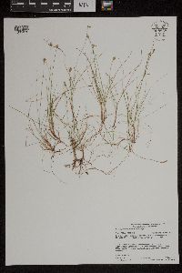 Carex gynocrates image