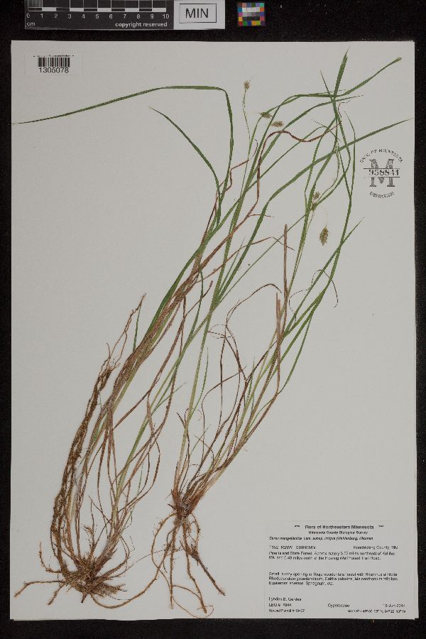 Carex magellanica subsp. irrigua image