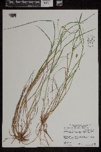 Carex magellanica image