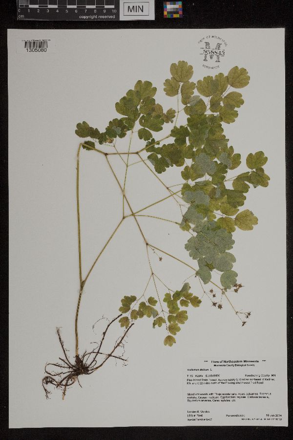 Thalictrum dioicum image