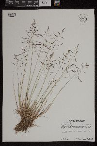 Puccinellia distans image