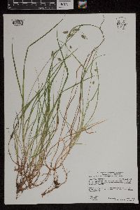 thumbnail image of current specimen