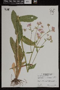 Erigeron philadelphicus var. philadelphicus image