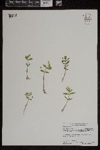 Gratiola neglecta image