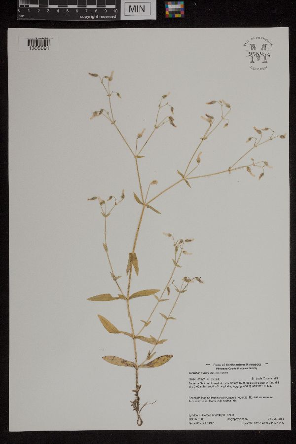 Cerastium nutans var. nutans image