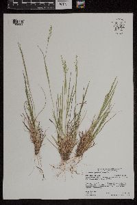 Dichanthelium depauperatum image