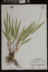 Dichanthelium xanthophysum image