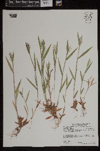 Dichanthelium lanuginosum image