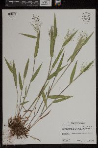 Dichanthelium boreale image