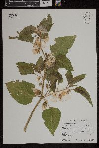 Leucophysalis grandiflora image