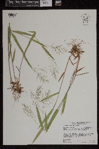 Dichanthelium boreale image