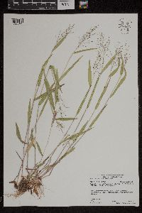 Dichanthelium boreale image