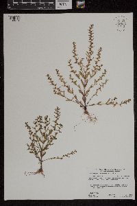 Veronica peregrina image