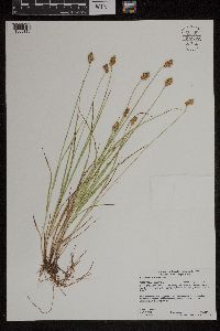 Carex bebbii image