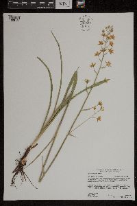 Zigadenus elegans image