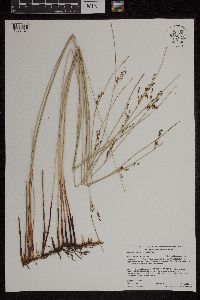 Juncus arcticus image