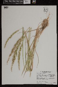 Beckmannia syzigachne image