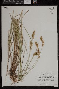 Carex merritt-fernaldii image
