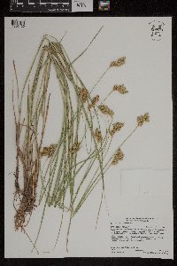 Carex scoparia image
